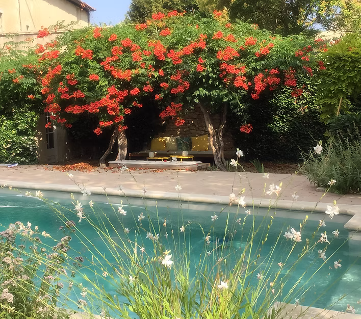 Glycine et jardin provençal